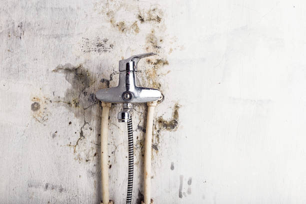 Best Same-Day Mold Removal  in Wheaton, MD