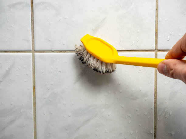 Best Affordable Mold Removal  in Wheaton, MD