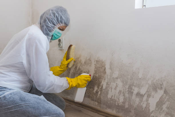 Best Attic Mold Removal  in Wheaton, MD