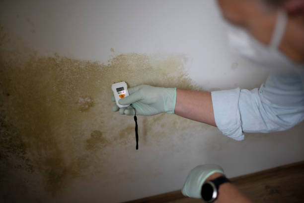 Best Office Mold Removal Services  in Wheaton, MD