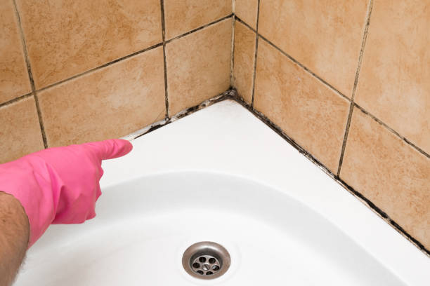 Best Residential Mold Removal  in Wheaton, MD